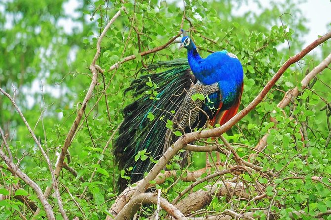 2 Days Tour to Galle & Yala National Park From Negombo - Sum Up
