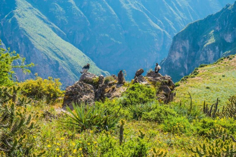 2 Days Trekking to the Colca Valley and the Condors Cross - Tour Overview and Pricing