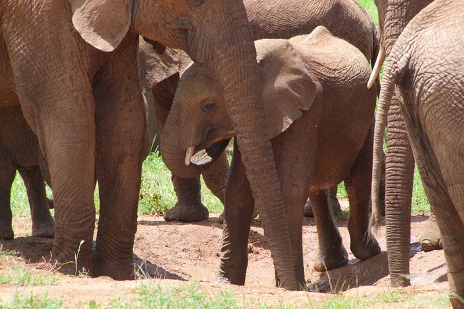 2 Days Tsavo East and Ngutuni Sanctuary Starting From Mombasa. - Discovering Ngutuni Sanctuarys Diverse Ecosystem