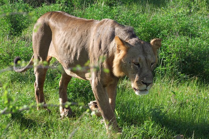 2 Days Tsavo East and Ngutuni Sanctuary Starting From Mombasa. - Highlights of the 2-Day Safari Experience