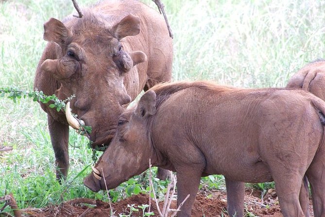 2 Days Tsavo East and Ngutuni Sanctuary Starting From Mombasa. - Delectable Meals and Accommodating Amenities