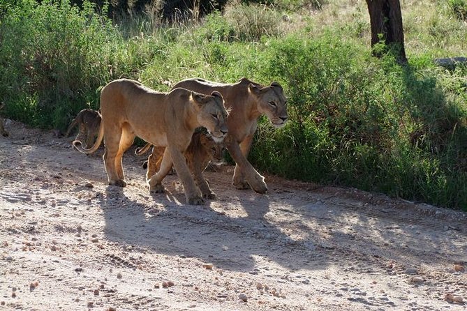 2 Days Tsavo East and Ngutuni Sanctuary Starting From Mombasa. - Exceptional Service and Knowledgeable Guides