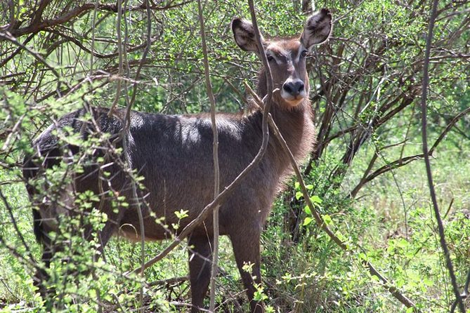 2 Days Tsavo East and Ngutuni Sanctuary Starting From Mombasa. - Maximum Group Size and Cancellation Policy