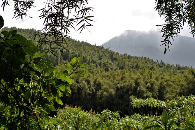 2 Days Uganda Gorilla Trekking - Meeting and Pickup