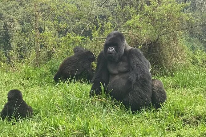2 Days Uganda Gorilla Trekking - Gorilla Trekking Experience