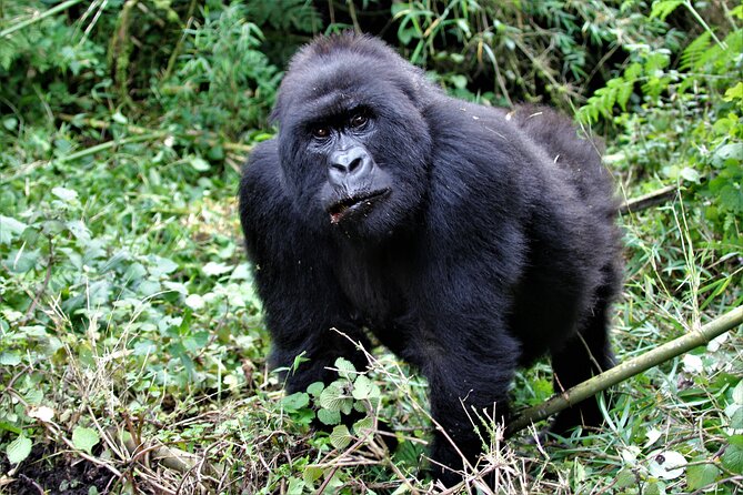 2 Days Uganda Gorilla Trekking - Responsible Tourism