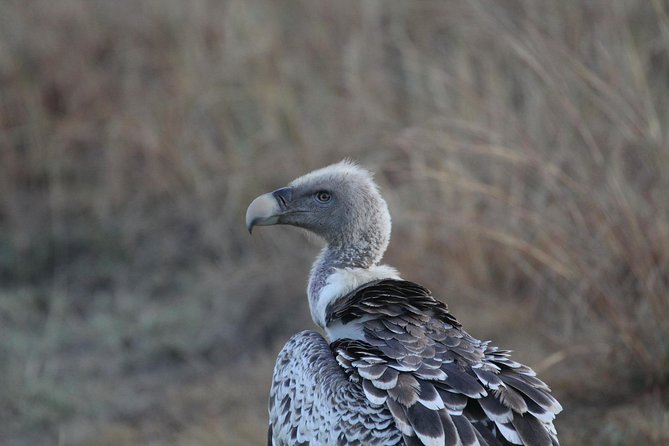 2 Days Wildlife Game Drives Through Tarangire and Ngorongoro Crater - Exploring Ngorongoro Crater