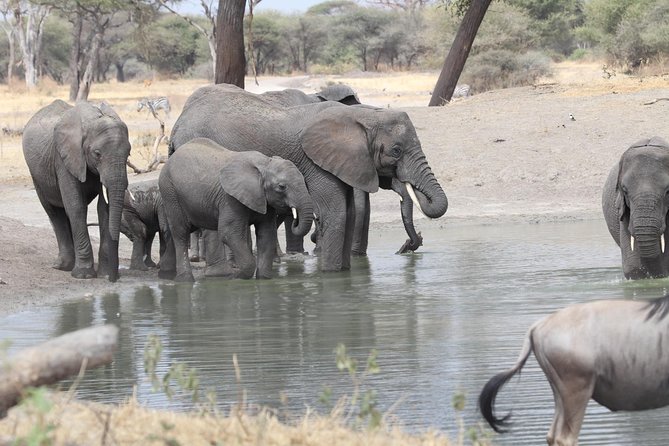 2 Days Wildlife Game Drives Through Tarangire and Ngorongoro Crater - Accommodation and Dining