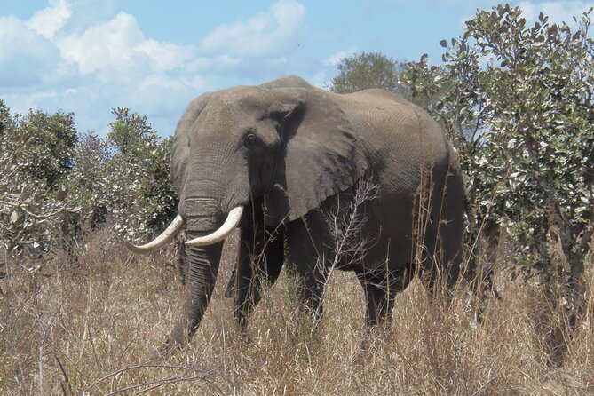 2 Days Wildlife Safari in Mikumi National Park - Pickup and Meeting Details