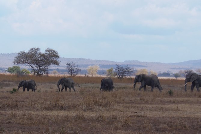2 Days Wildlife Safari in Mikumi National Park - Why Choose Mikumi National Park