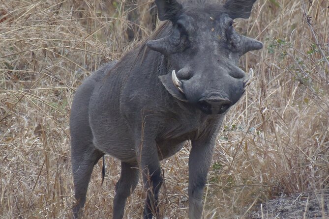 2 Days Wildlife Safari in Mikumi National Park - Tour Operator and Reviews