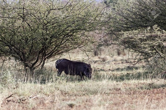 2 Days Wildlife Safari to Awash National Park - Included in the Package