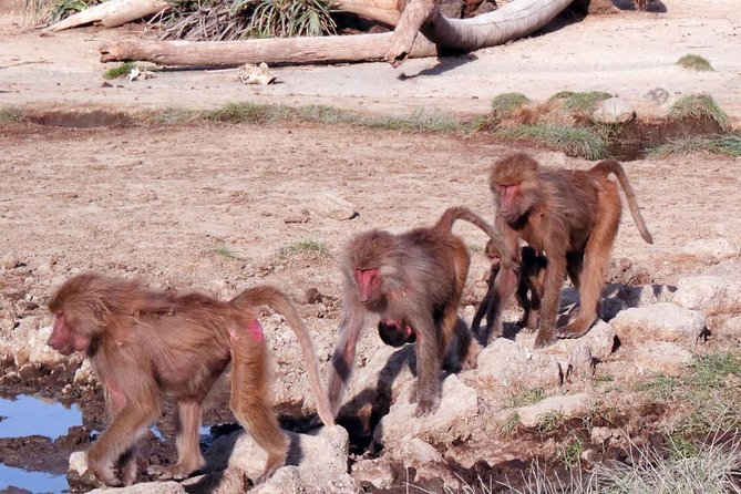 2 Days Wildlife Safari to Awash National Park - Excluded From the Package