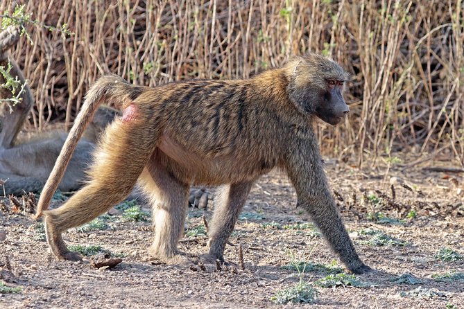 2 Days Wildlife Safari to Awash National Park - Meeting and Pickup Details