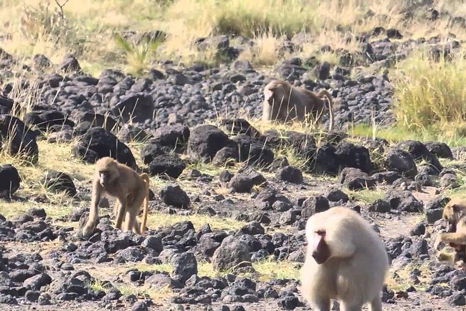 2 Days Wildlife Safari to Awash National Park - Confirmation and Accessibility