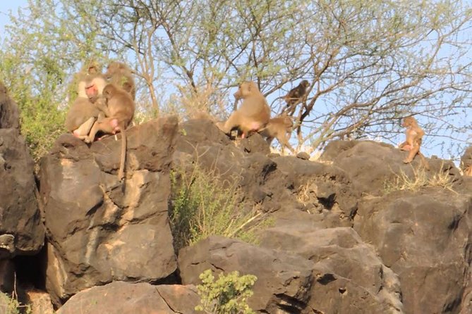 2 Days Wildlife Safari to Awash National Park - Transportation and Traveler Capacity