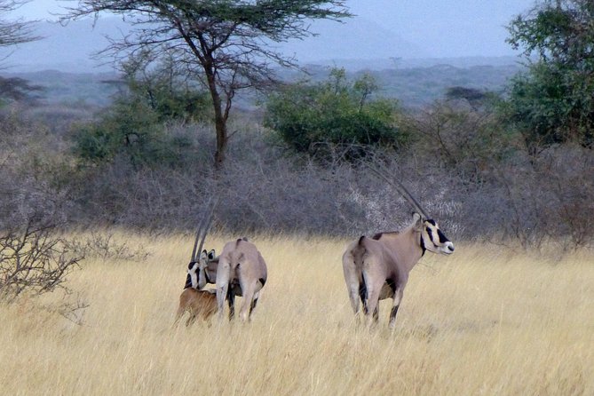 2 Days Wildlife Safari to Awash National Park - Highlights of Awash National Park