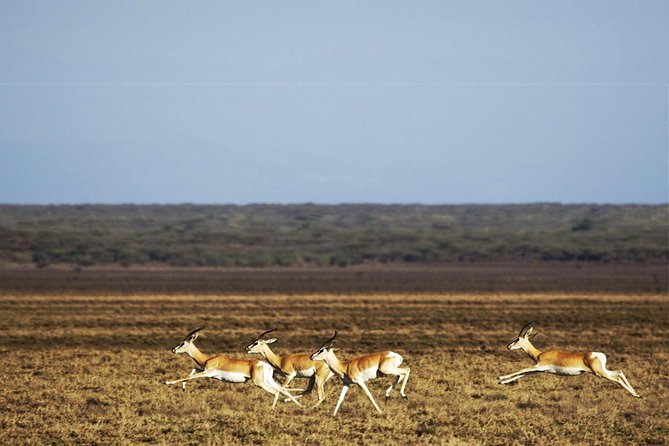2 Days Wildlife Safari to Awash National Park - Best Time to Visit