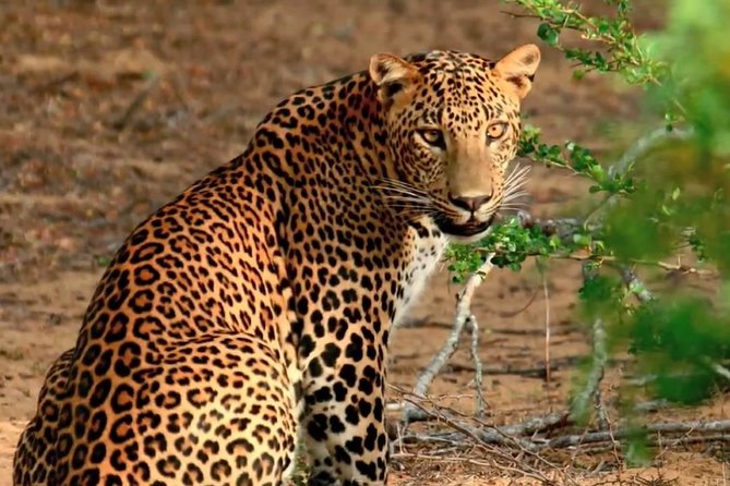 2 Days Yala National Park From Colombo With of Jeep Safari - Tour Requirements