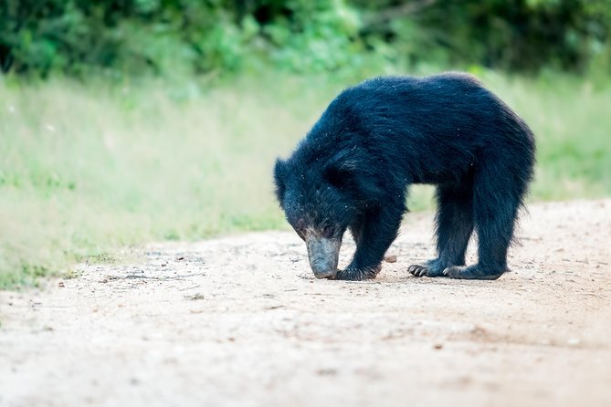 2 Days Yala National Park From Colombo With of Jeep Safari - Tour Recommendations