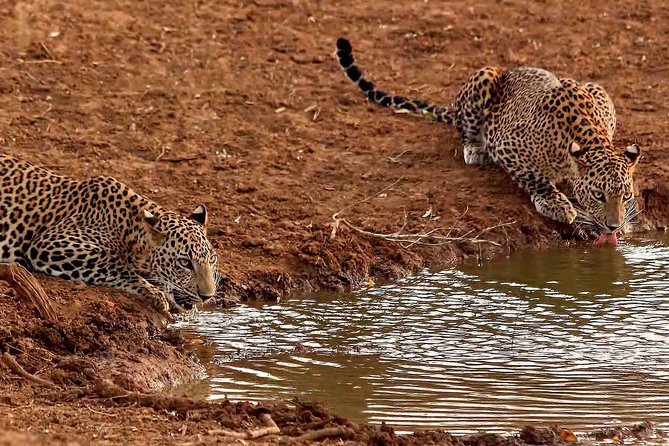 2 Days Yala National Park From Colombo With of Jeep Safari - Safety Considerations