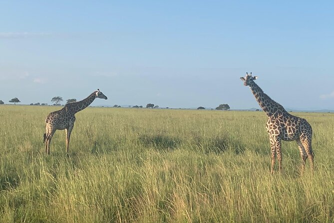 2 DAYS ZANZIBAR TO MIKUMI Flight Safari - Key Points