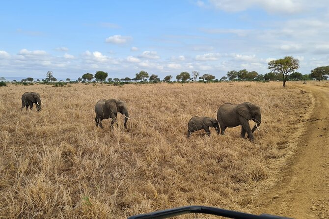 2 DAYS ZANZIBAR TO MIKUMI Flight Safari - Recap