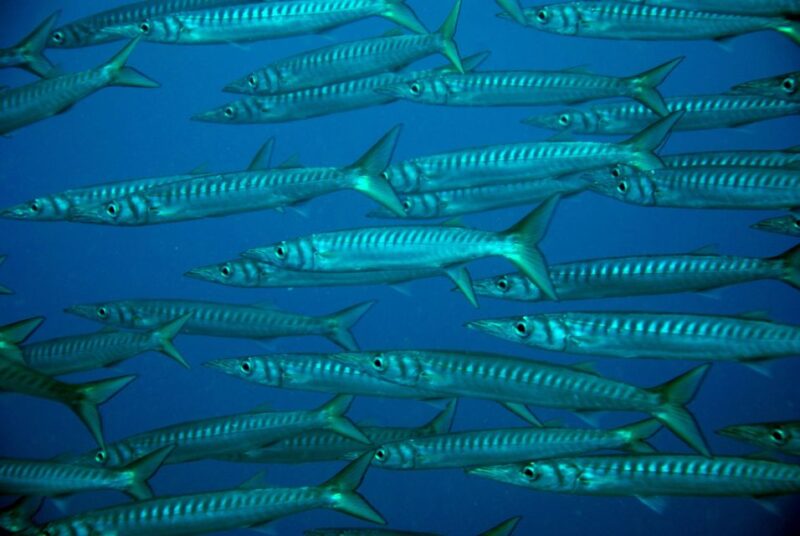 2-Dive Guided Scuba Diving For Qualified Divers - Highlights of the Dive