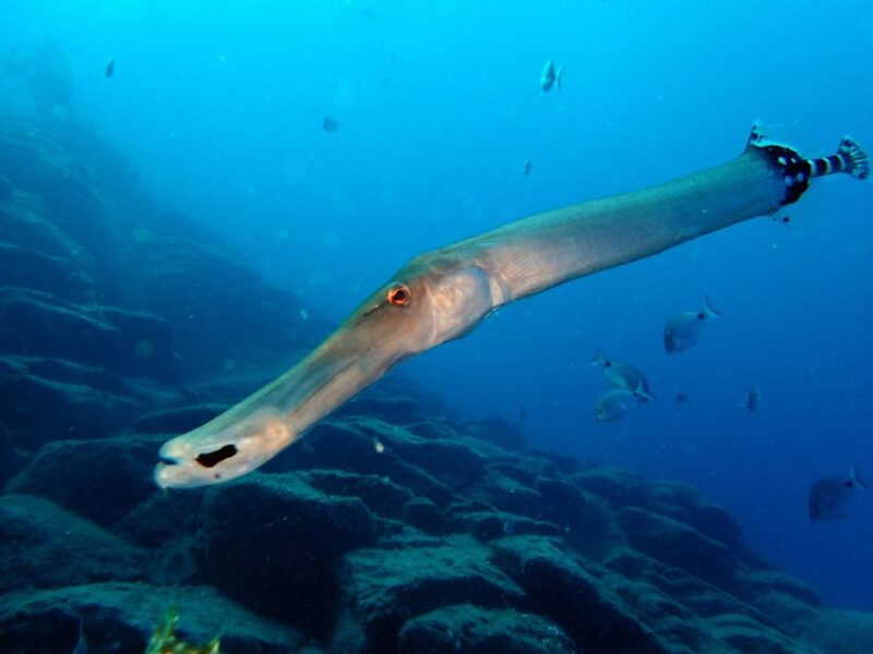 2-Dive Guided Scuba Diving For Qualified Divers - Inclusion Details
