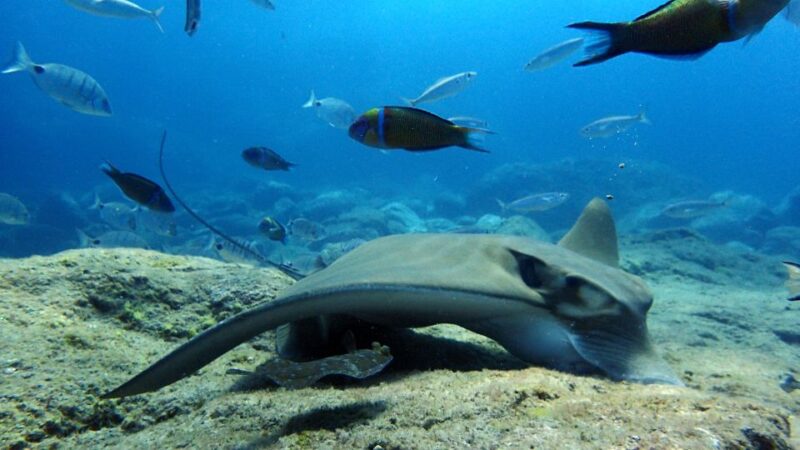 2-Dive Guided Scuba Diving For Qualified Divers - Diving Certification Requirements