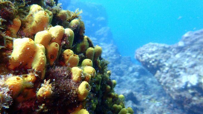 2-Dive Guided Scuba Diving For Qualified Divers - Boat or Shore Dive Options