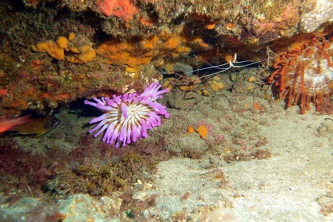 2 Dive Package for PADI Qualified Divers in Gran Canaria - Certification and Requirements