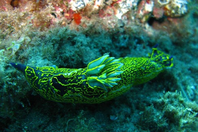2 Dive Package for Qualified Divers in Gran Canaria - Meeting and Pickup