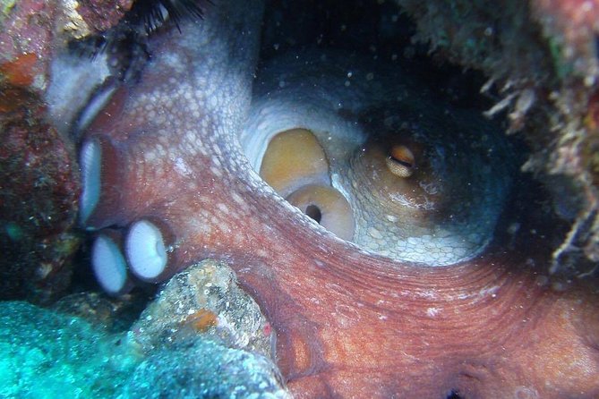 2 Dive Package for Qualified Divers in Gran Canaria - Confirmation and Accessibility