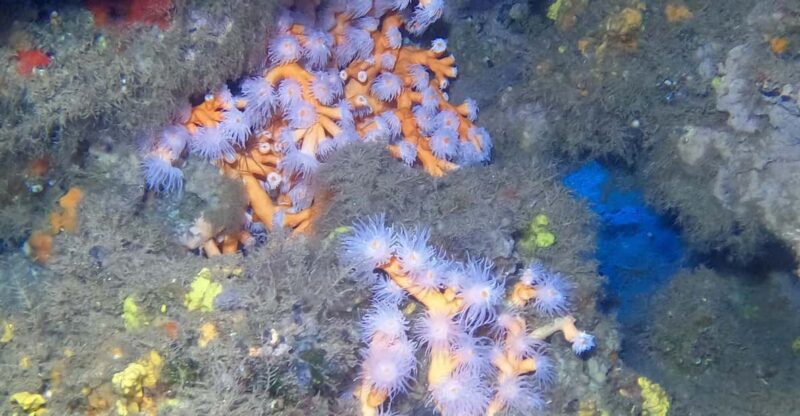 2 DIVES - Certified Divers - Key Points