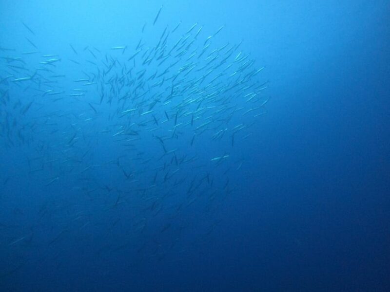 2 DIVES - Certified Divers - Diving Experience