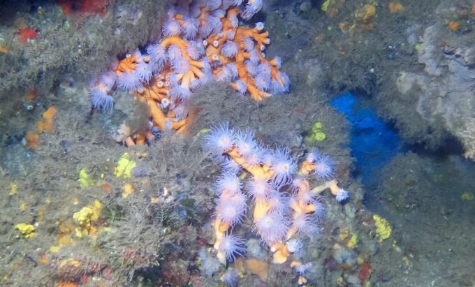 2 DIVES - Certified Divers - Marine Life Discovery