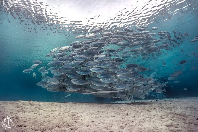 (2 Dives) Discover Scuba Diving Kota Kinabalu - Included in the Package