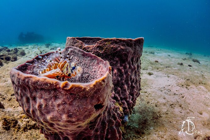 (2 Dives) Discover Scuba Diving Kota Kinabalu - Customer Reviews and Ratings