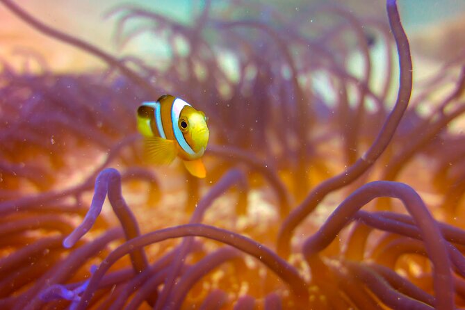 (2 Dives) Discover Scuba Diving Kota Kinabalu - Pricing and Value