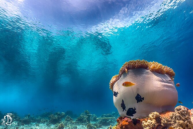 (2 Dives) Discover Scuba Diving Kota Kinabalu - Lunch on Sapi Island