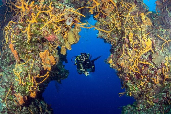 2 Dives in Cozumel (For Certified Divers Only) - Certification and Medical Requirements
