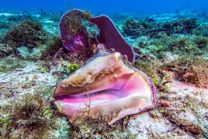 2 Dives in Cozumel (For Certified Divers Only) - Group Size and Policies