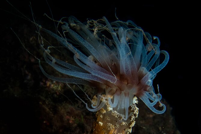 2 Dives Trip - Reviews and Badges
