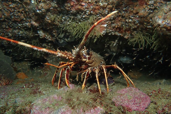 2 Dives Trip - Booking and Cancellation
