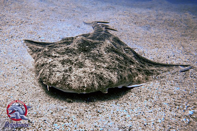 2 Diving Sites Scuba Diving Package in Gran Canaria - Health and Safety Guidelines