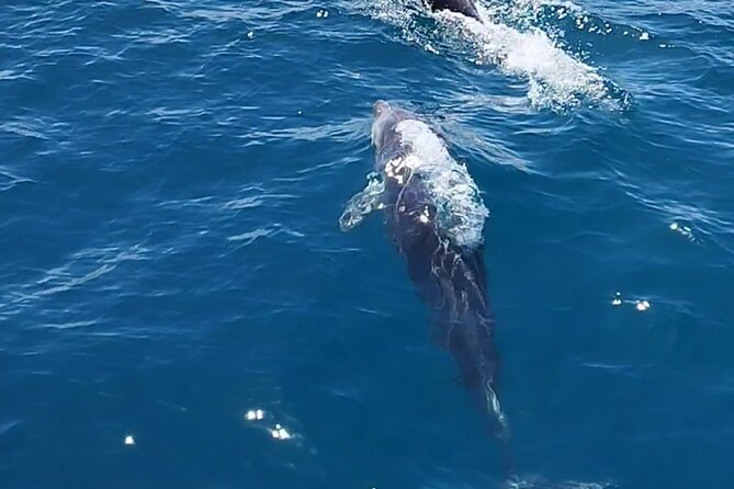2 H Estepona Bay Tour - Activities for Children and Adults