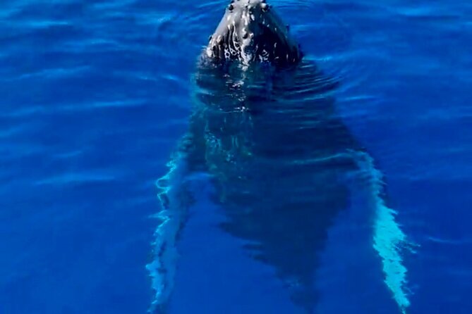 2 Hour Afternoon Lahaina Whale Watch - Schedule