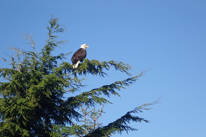 2 Hour Alaska Rainforest Walk and Totem Park Small Group Tour - Tour Locations and Conditions