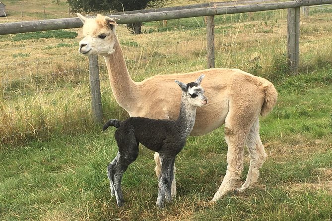 2-Hour Alpaca Farm Experience in Kenilworth - Meeting and Logistics